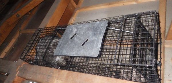 捕獲されたハクビシン