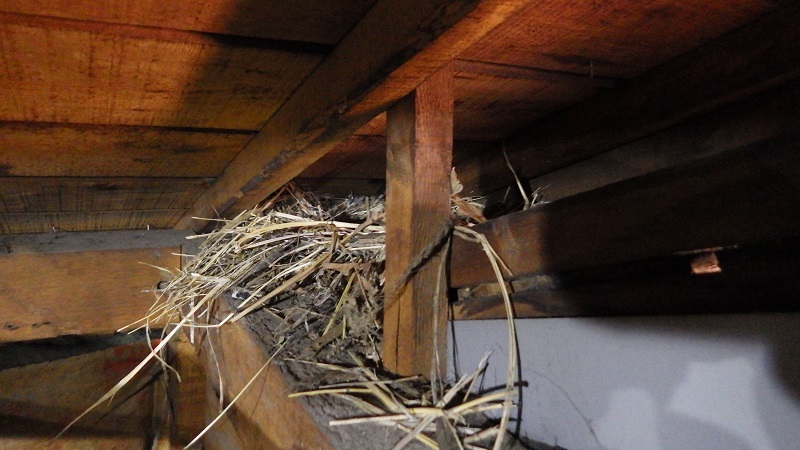 天井裏にできた鳥の巣