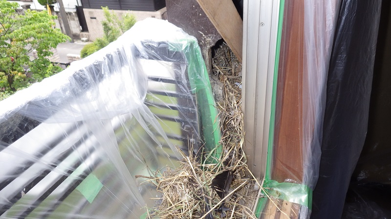 4.巣材のかき出し作業開始！           